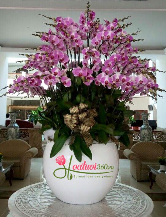 Chậu lan hồ điệp t&iacute;m hồng được ưa chuộng